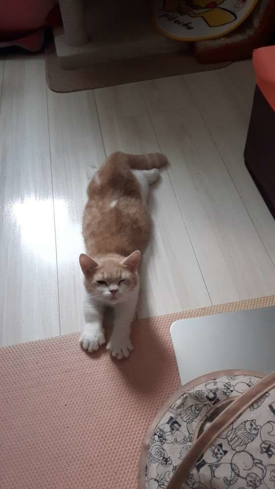 のびするマンチカン