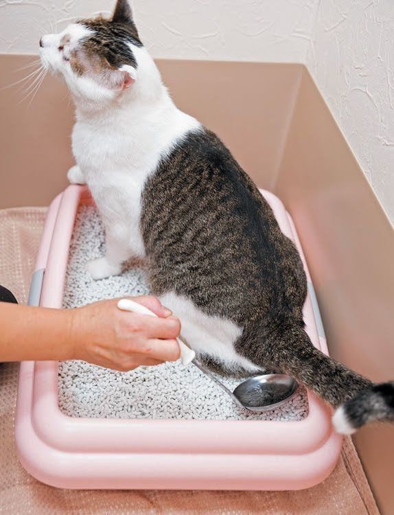 おたまで採尿するポイント