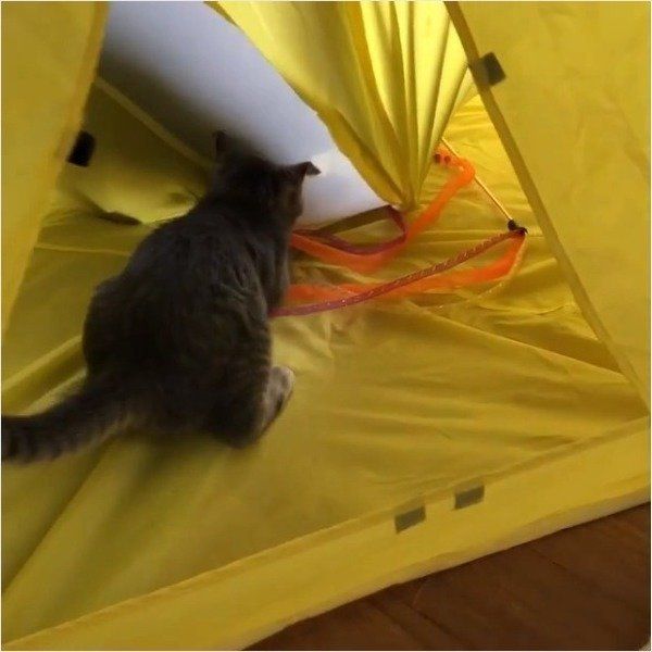 テントでじゃれ合うニャンコ