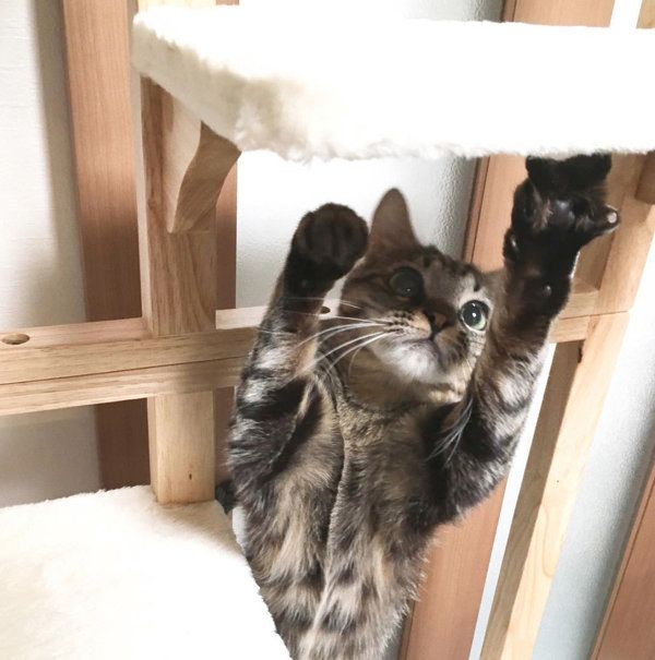 猫パンチするキジトラ