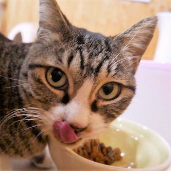 ねこのきもち投稿写真ギャラリー