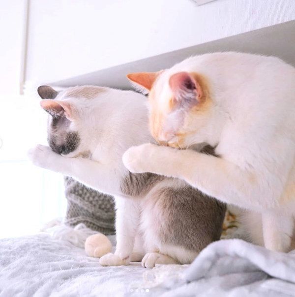 シンクロするチャコたんとすず香ちゃん