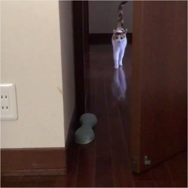 モデルニャンコ