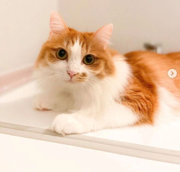 見つめるのぶおちゃん