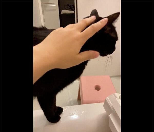 飼い主さんになでてもらうあさりちゃん