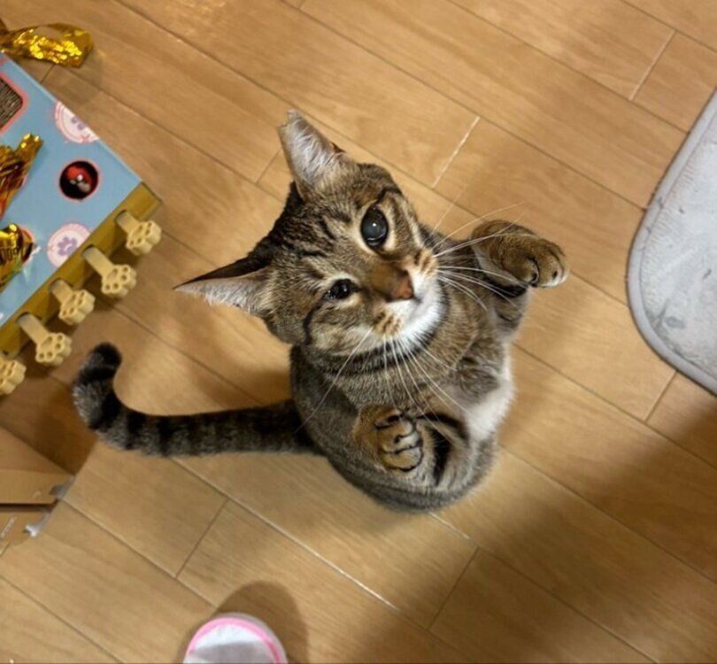 後ろ足で立ち上がるあんずちゃん