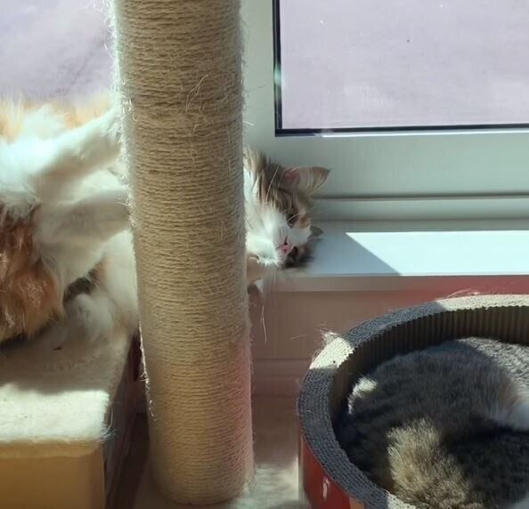 いたずらをしようとする猫