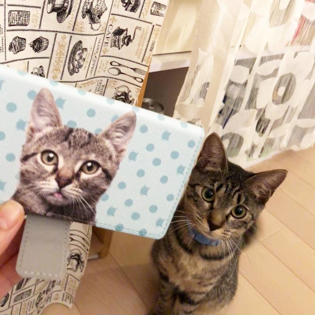 お座りするキジトラ