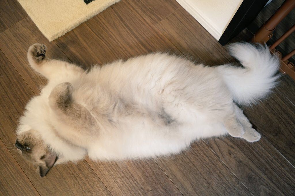 “変な寝方”をするソラくん