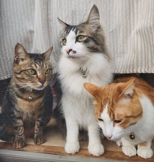 3ニャンズ集合