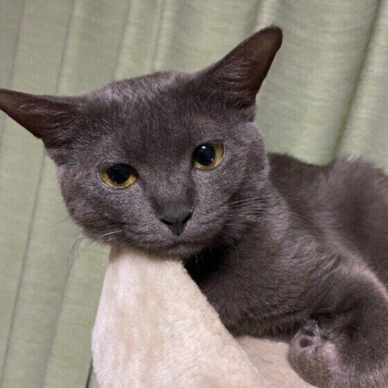 タワーで休むジャパニーズ・ボブテイルの女の子