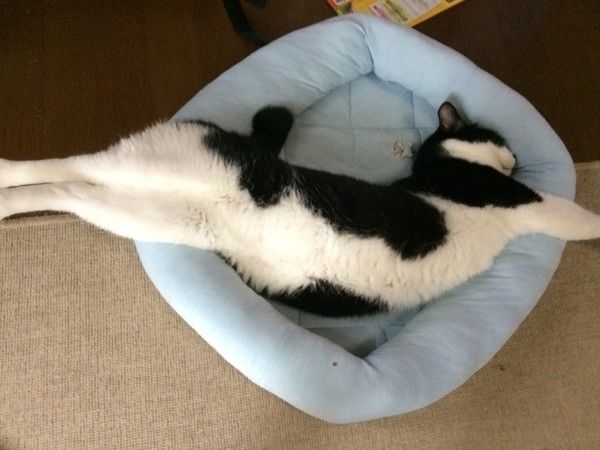 ベッドからはみ出した猫
