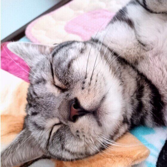 アメリカンショートヘアの花丸くん