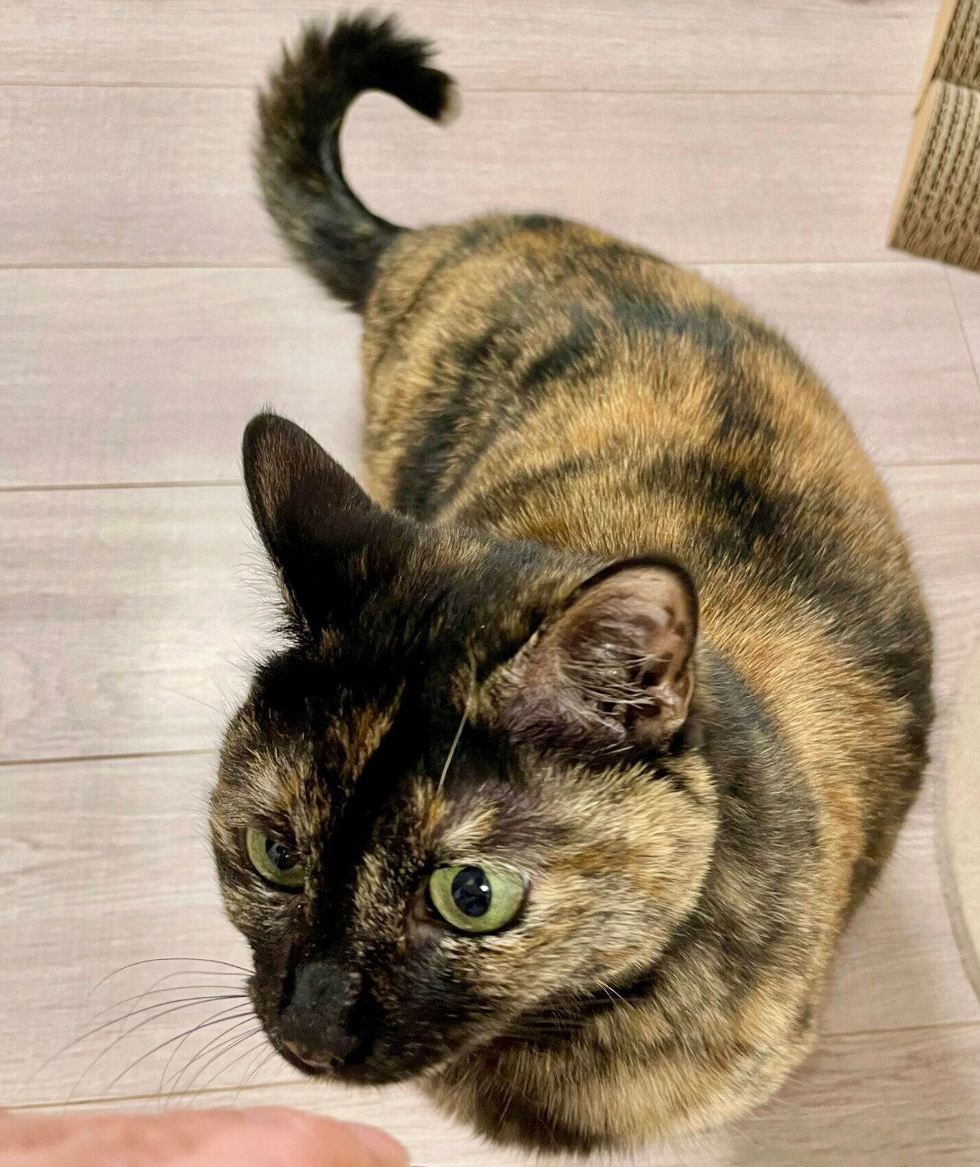 おやつを待つりりちゃん