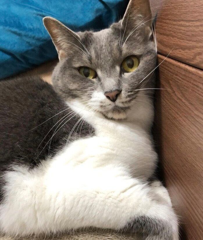 見つめるぎんちゃん