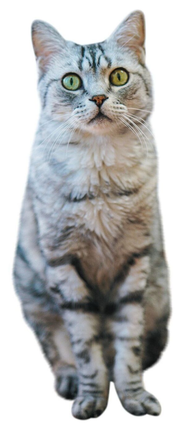 猫 ロシアンブルー アビシニアン アメリカンショートヘア カバー シンガプーラ ソマリ ノルウェー ベンガル ペット ボンベイ マンチカン 黒 最も信頼できる ベンガル