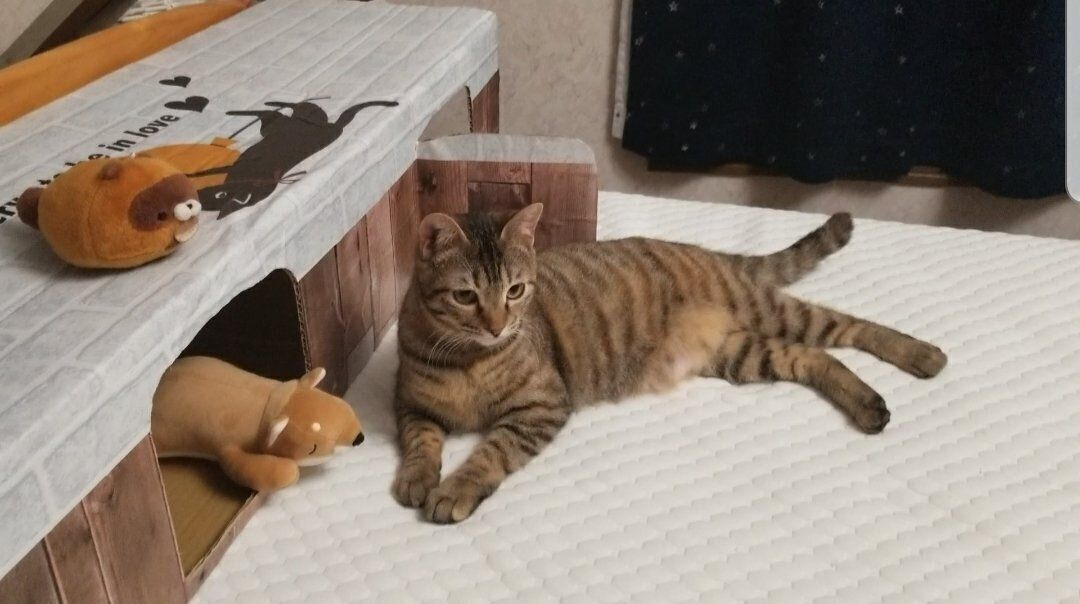 ポーズをとるリボンちゃん