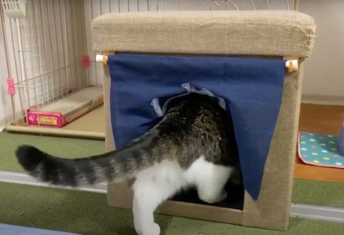 モモちゃん&ねこたちゃんと「湯」のれん