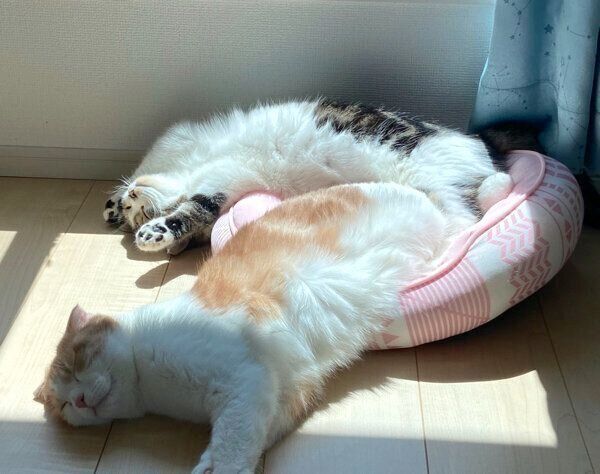 眠るおにくくん、とろくん