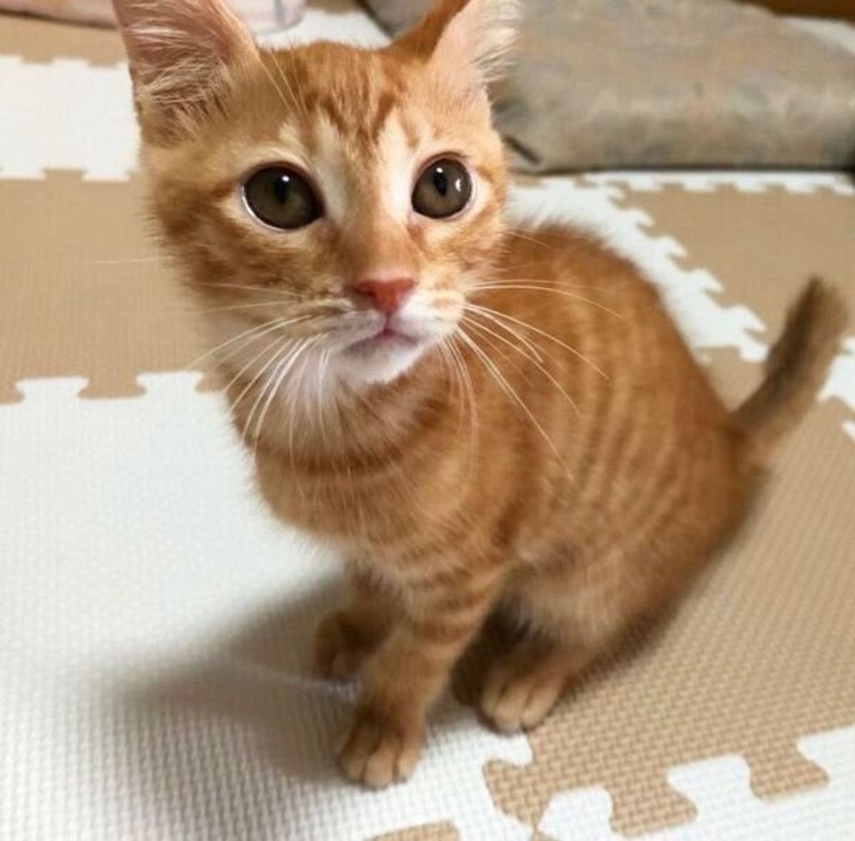 猫との別れ 悲しみの中にいた家族を癒した 3匹の保護子猫たち 笑顔にしてくれた出会いに感謝 ねこのきもちweb Magazine 猫との別れ 悲しみの中にいた家族を癒した 3匹の保護子猫たち 笑顔にしてくれた出会いに感謝 ねこのきもちweb Magazine