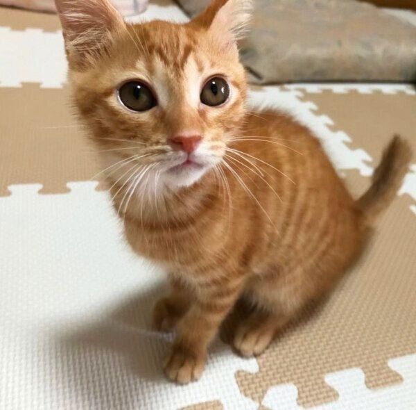 おもちくん