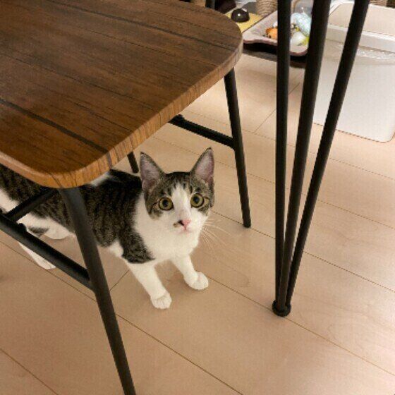 Mix（サバトラ）のきなこちゃん♪