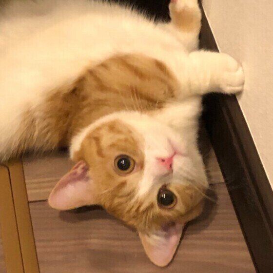 寝転がるマンチカン