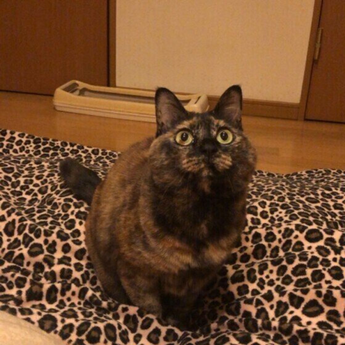 ケガや病気の予防にもなる 猫の足腰を鍛えるトレーニング方法 ねこのきもちweb Magazine ケガや病気の予防にもなる 猫の足腰を鍛えるトレーニング方法 ねこのきもちweb Magazine