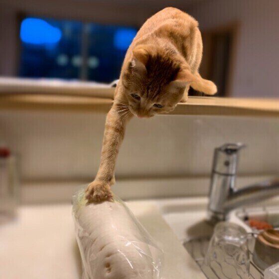 大根を手でさわる茶トラ（ミックス）