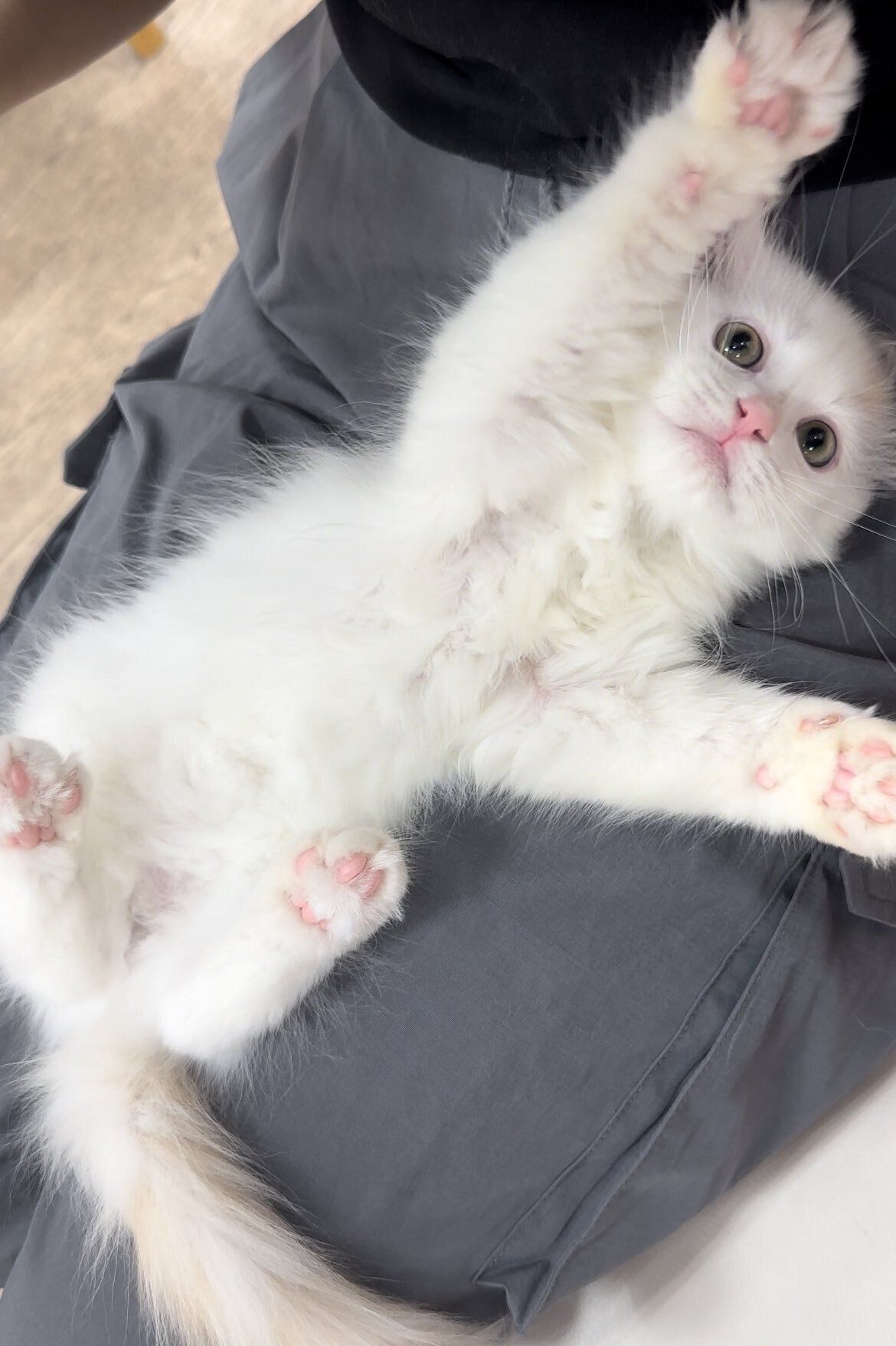 生後3カ月のサイベリアンの子猫