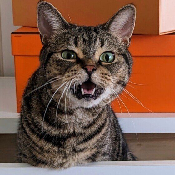 マンチカンの杜阿（とあ）くん