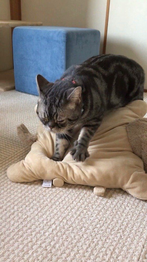 クッションふみふみしているアメショのクムくん