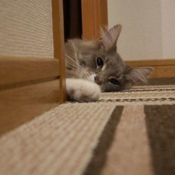 見つめるメインクーン