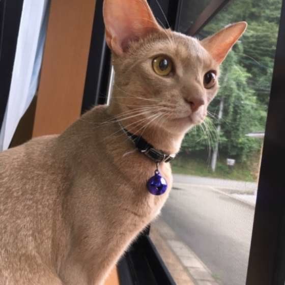 アビシニアンのロイくん