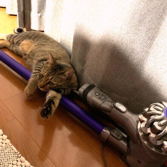 MIXキジトラのチャーハンくん