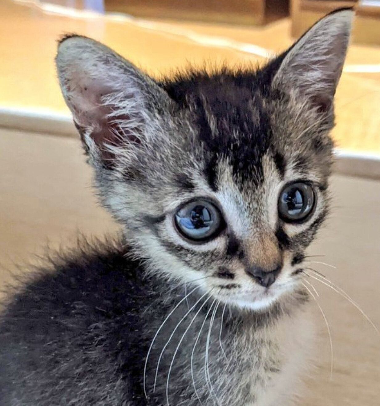 子猫時代のニコちゃん