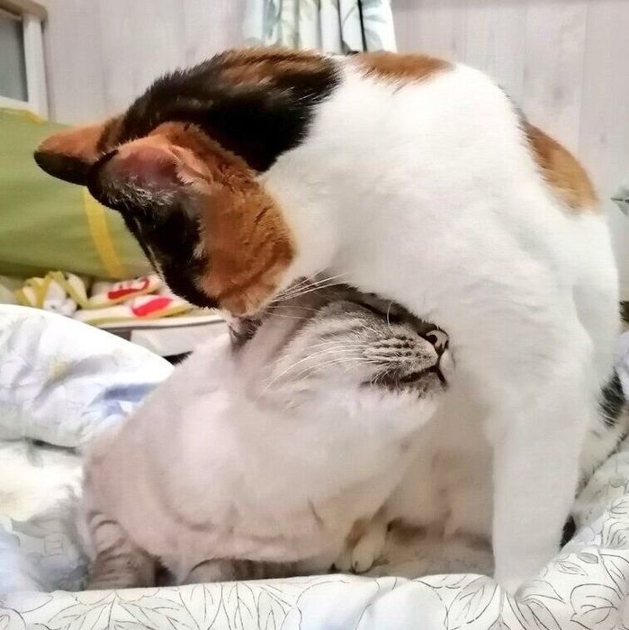 こむぎちゃんにグルーミングしてもらうつむぎちゃん