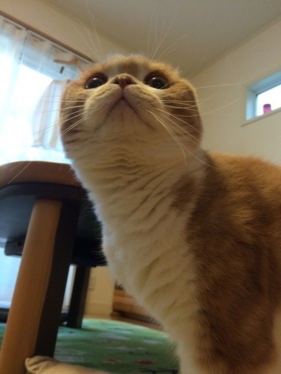 下から見るのも可愛いな