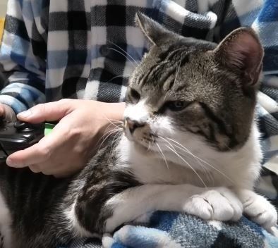 ねこ　キジトラ　