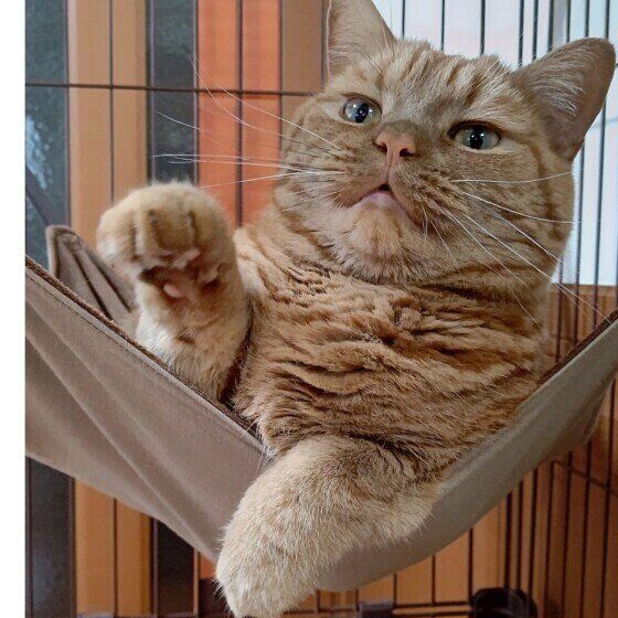 アメリカンショートヘアの龍太ちゃん