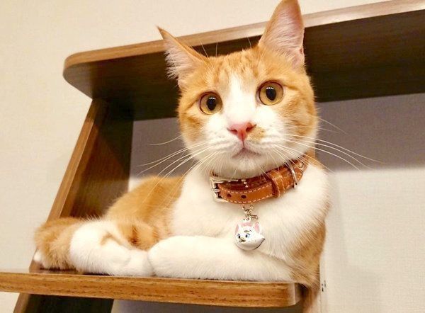 元保護猫のきなこちゃん