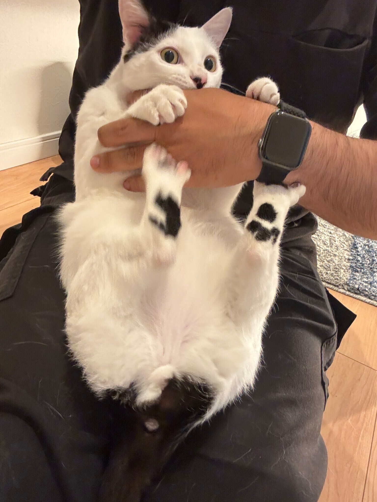 生後8カ月頃の子猫