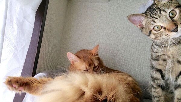 くつろぐおこめくん、しぴちゃん