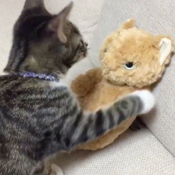 ぬいぐるみと遊ぶ猫