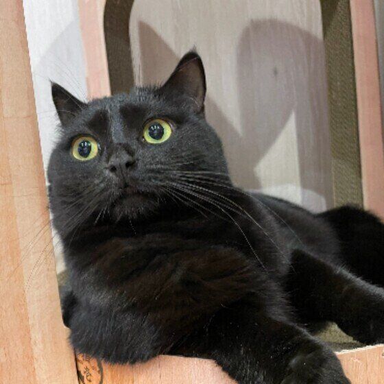 ブリティッシュショートヘアのウルちゃん