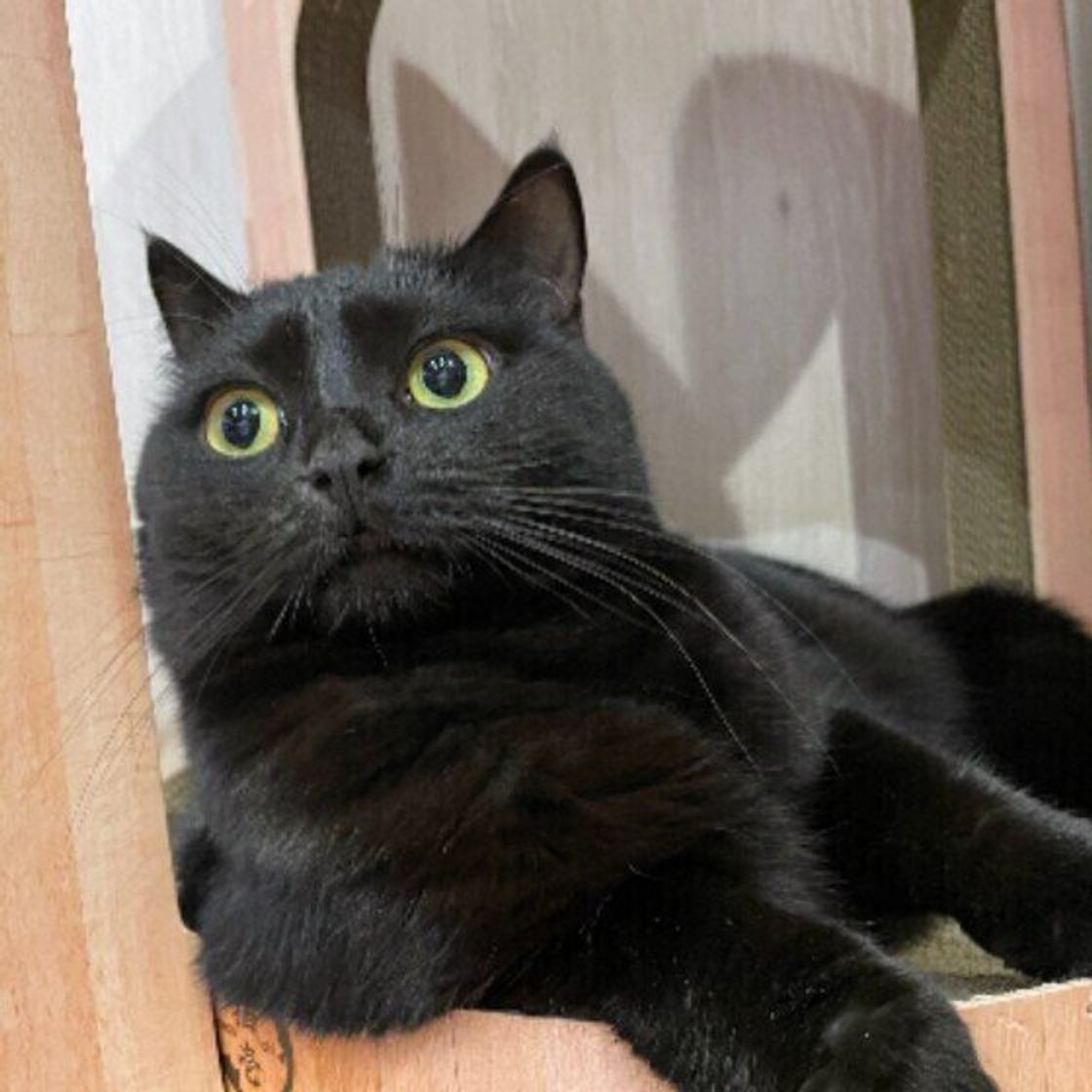 アメリカン それとも ブリティッシュ 同じ ショートヘア の名称がつく2つの猫種をご紹介 ねこのきもちweb Magazine アメリカン それとも ブリティッシュ 同じ ショートヘア の名称がつく2つの猫種をご紹介 ねこのきもちweb Magazine