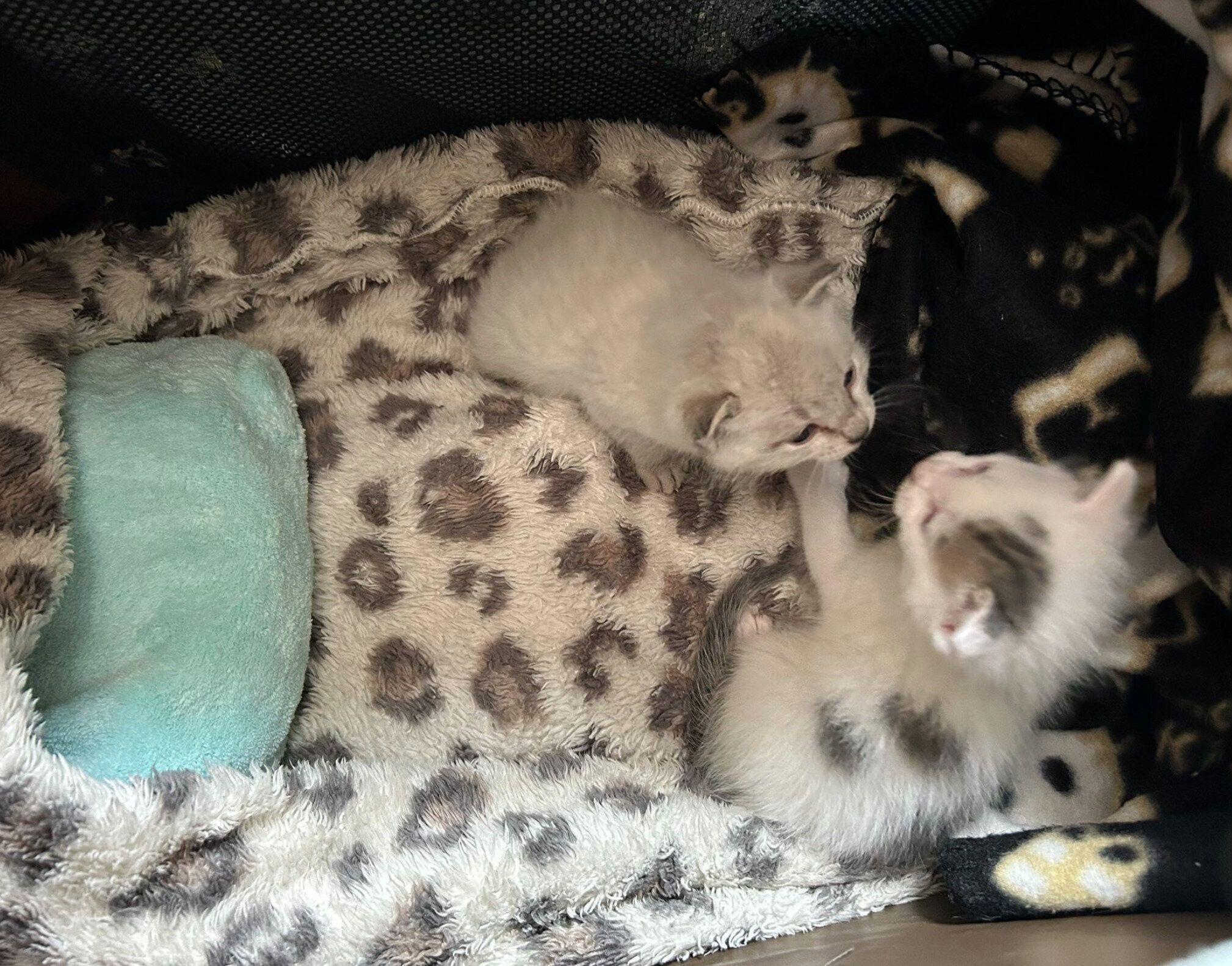 保護して間もないころのうーしーくん、しゃぽくん