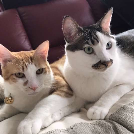 仲良く寄り添う猫