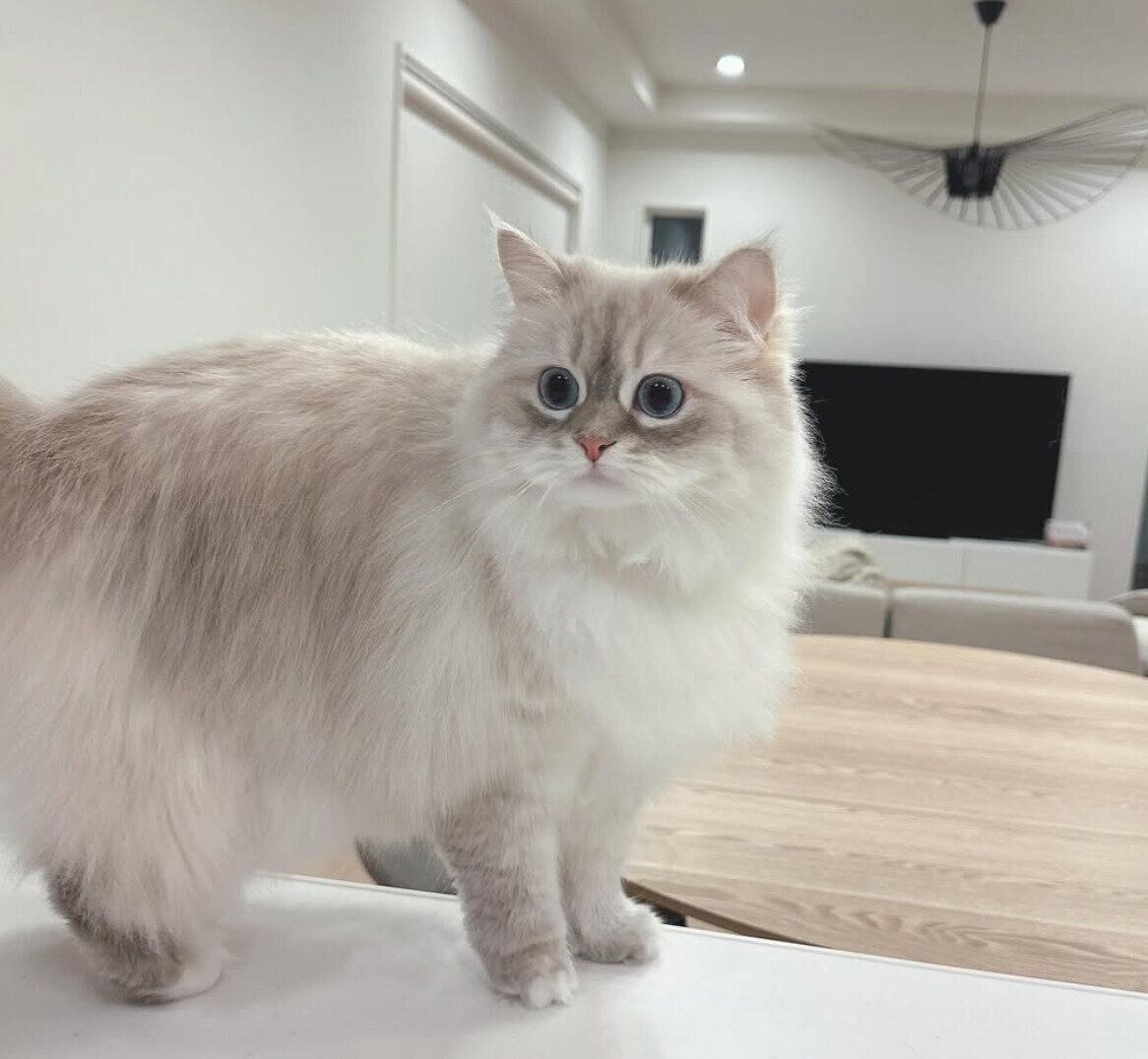 テーブルの上に乗る初ちゃん