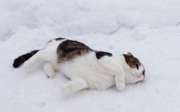 雪で遊ぶ猫